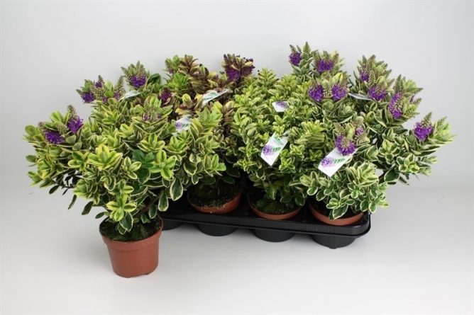 На фото - цветок хебе