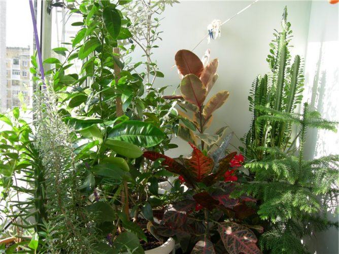 Цветы для балконного зимнего сада