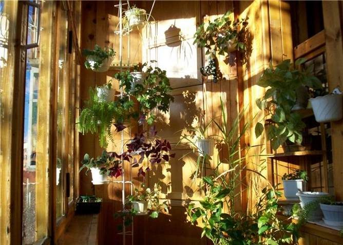 Зимний сад на лоджии