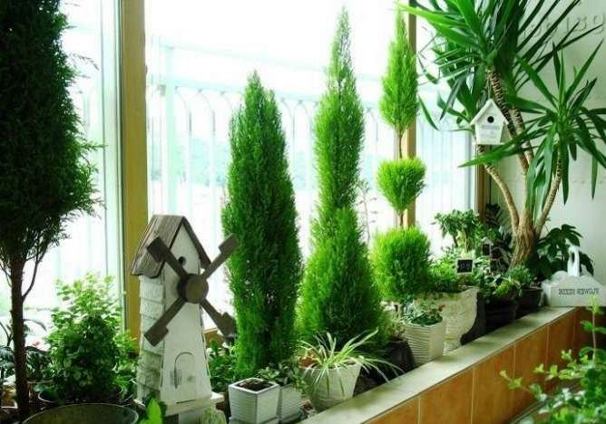 Морозостойкие растения