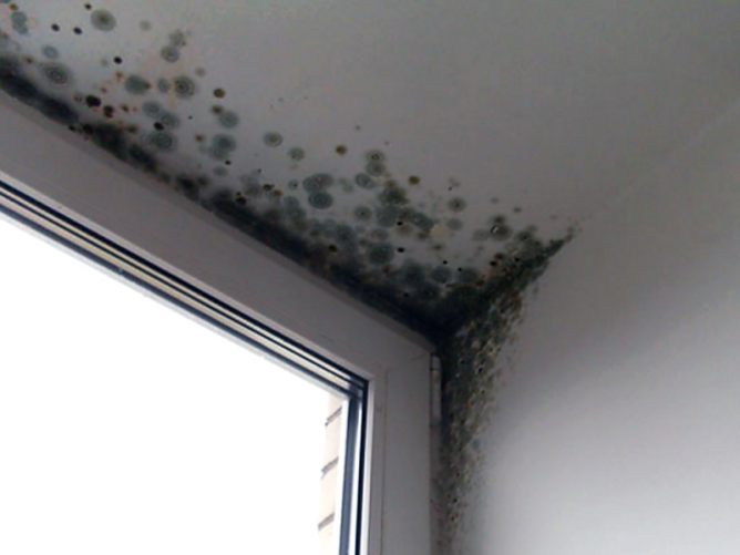 Плесень на откосах