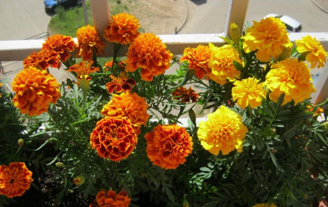 Бархатцы на балконе